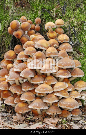 Ziegel-Kappe oder Ziegel Büschel Pilz (Grünblättriger Sublateritium), Gelderland, Niederlande Stockfoto