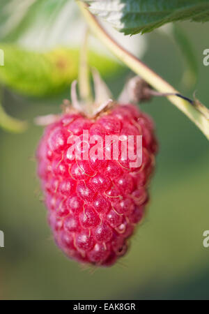 Nahaufnahme von reifen Himbeeren auf Busch im Garten. Stockfoto