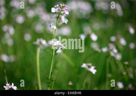 lila Wiese Blume Jane Ann Butler Fotografie JABP1303 Stockfoto