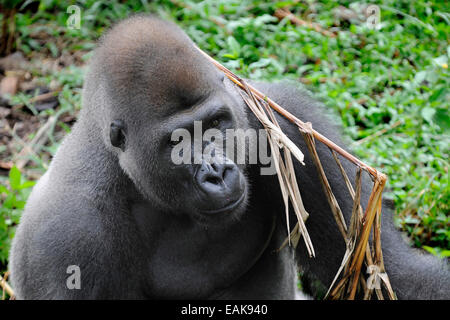 Flachlandgorilla (Gorilla Gorilla Gorilla) in das Gehäuse der Wiedereinführung des Mefou Primate Sanctuary, Region Centre Stockfoto