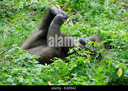 Flachlandgorilla (Gorilla Gorilla Gorilla) in das Gehäuse der Wiedereinführung des Mefou Primate Sanctuary, Region Centre Stockfoto