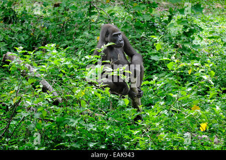 Flachlandgorilla (Gorilla Gorilla Gorilla) in das Gehäuse der Wiedereinführung des Mefou Primate Sanctuary, Region Centre Stockfoto