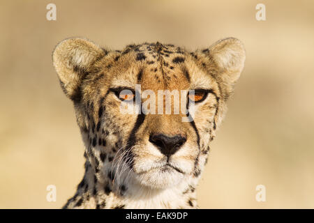 Gepard (Acinonyx Jubatus), Weiblich, in Gefangenschaft, Namibia Stockfoto