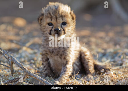 Gepard (Acinonyx Jubatus), Jungtier, 19 Tage, Gefangenschaft, Namibia Stockfoto