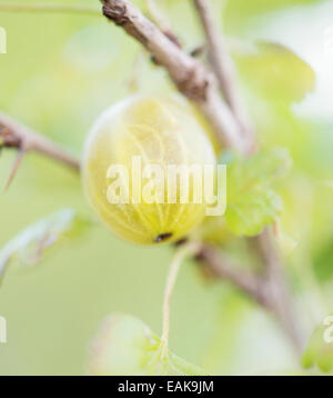 Nahaufnahme der Stachelbeere (Ribes Uva-Crispa) auf Busch im Garten Stockfoto