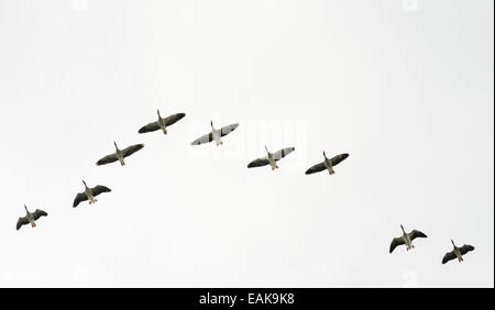 Herde von Graugänse fliegen in V-Formation, Schweden Stockfoto