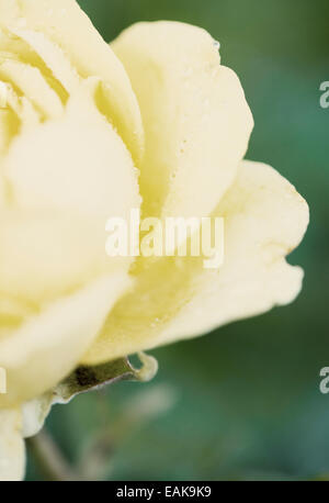 Nahaufnahme von gelbe Rose mit Regentropfen im Garten Stockfoto