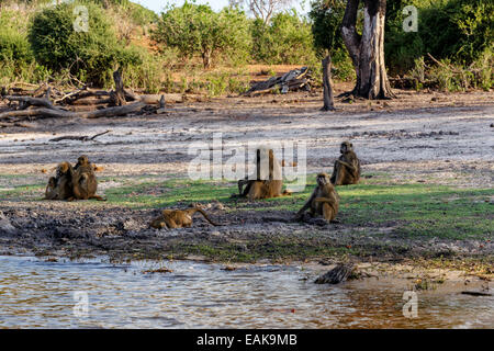 Familie von Chacma Pavian (Papio Anubis), Chobe Nationalpark in Botswana Stockfoto