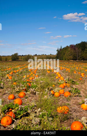 Kürbisse im Feld Ernte Zeit, Granby, Eastern Townships, Québec, Kanada Stockfoto