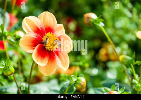 Zwei Honigbienen (Apis SP.) sind auf die Blüte einer Dahlie "Schloss Reinbeck" Nektar sammeln. Stockfoto