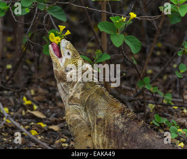 Galapagos Land Iguana (Conolophus Subcristatus) Fütterung auf eine Blume, Isabela Island, Galápagos-Inseln, Ecuador Stockfoto