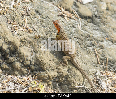 Galápagos Lava Lizard (Microlophus albemarlensis), Floreana, Galapagos, Ecuador Stockfoto