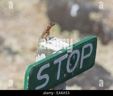 Galápagos Lava Lizard (Microlophus albemarlensis) auf einem Stoppschild, Española Insel, Galápagos Inseln, Ecuador Stockfoto