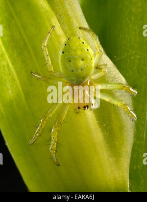 Gurke Green Spider (Araniella Cucurbitina), Jungtier auf einer Bartiris (Iris Germanica), Makroaufnahme, Baden-Württemberg Stockfoto