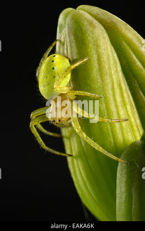 Gurke Green Spider (Araniella Cucurbitina), Jungtier auf einer Bartiris (Iris Germanica), Makroaufnahme, Baden-Württemberg Stockfoto