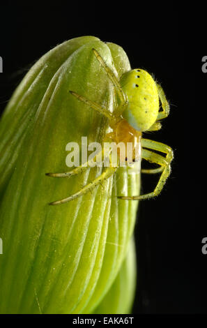 Gurke Green Spider (Araniella Cucurbitina), Jungtier auf einer Bartiris (Iris Germanica), Makroaufnahme, Baden-Württemberg Stockfoto