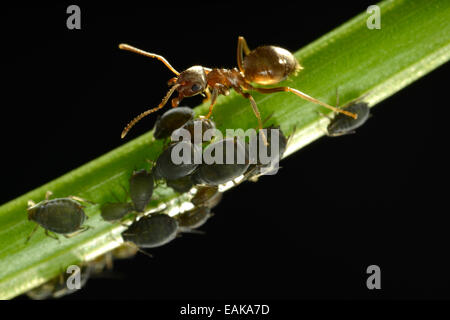 Blattläuse (Aphidoidea) gemolken durch eine Ameise (Formidicae), Nützlinge und Schädlinge, Makroaufnahme, Baden-Württemberg, Deutschland Stockfoto