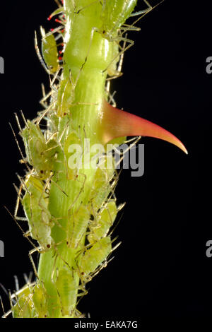 Kolonie von großen Rose Blattläuse (Macrosiphum Rosae), Schädlinge, auf eine Rose (Rosa) mit einem Dorn, Makroaufnahme, Baden-Württemberg, Deutschland Stockfoto