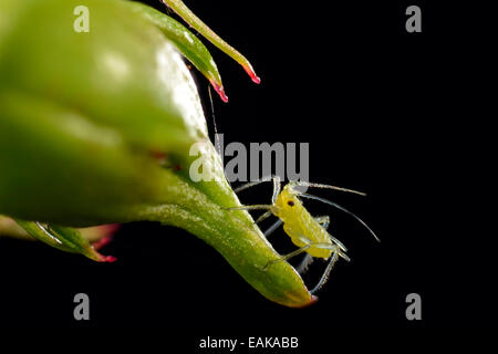 Große Rose Aphid (Macrosiphum Rosae), Pest, auf eine Rose (Rosa), Makroaufnahme, Baden-Württemberg, Deutschland Stockfoto