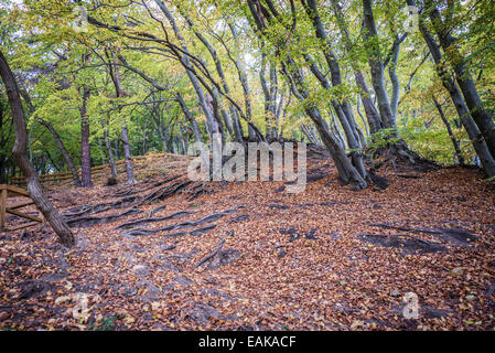 Klippe-wie Küste (Kepa Redlowska) über Ostsee am Rande des Redlowo und Orlowo Bezirke in Gdynia, Polen Stockfoto