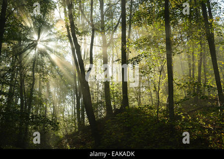 Sonne - Laubwald mit Linden (Tilia) und Ahorn Ahorn (Acer pseudoplatanus), Nationalpark Hainich, Thüringen überflutet Stockfoto