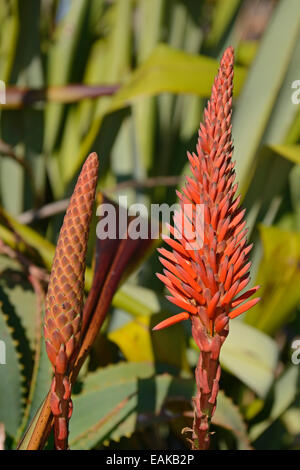 Aloe (Aloe SP.), Lamberts Bay, Western Cape, Südafrika Stockfoto