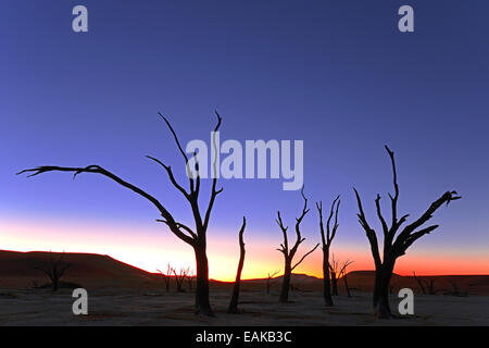 Kameldornbäume (Acacia Erioloba) Silhouette bei Sonnenuntergang, Deadvlei, Sossusvlei, Namib-Naukluft-Park, Namib-Wüste, Namibia Stockfoto