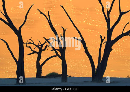 Kameldornbäume (Acacia Erioloba), Silhouette im Morgenlicht, Deadvlei, Namib Wüste, Sossusvlei, Namib-Naukluft Park Stockfoto