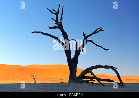 Kameldornbäume (Acacia Erioloba), Silhouette im Morgenlicht, Deadvlei, Namib Wüste, Sossusvlei, Namib-Naukluft Park Stockfoto