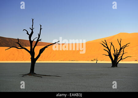 Kameldornbäume (Acacia Erioloba), Silhouette im Morgenlicht, Deadvlei, Namib Wüste, Sossusvlei, Namib-Naukluft Park Stockfoto