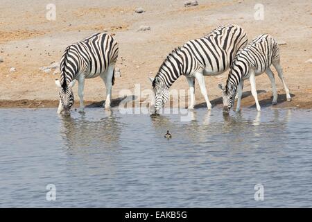 Drei Zebras (Equus Quagga) an der Wasserstelle, Etosha Nationalpark, Namibia Stockfoto