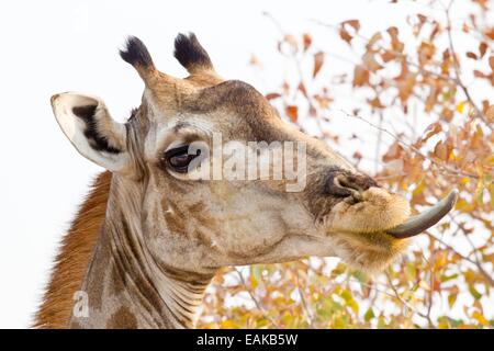Giraffe (Giraffa Plancius) Porträt, mit Zunge heraus, Etosha Nationalpark, Namibia Stockfoto