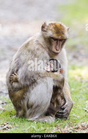 Berberaffen (Macaca Sylvanus), Erwachsene mit Baby, ursprünglich aus Marokko, gefangen Stockfoto