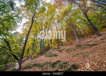 Klippe-wie Küste (Kepa Redlowska) über Ostsee am Rande des Redlowo und Orlowo Bezirke in Gdynia, Polen Stockfoto