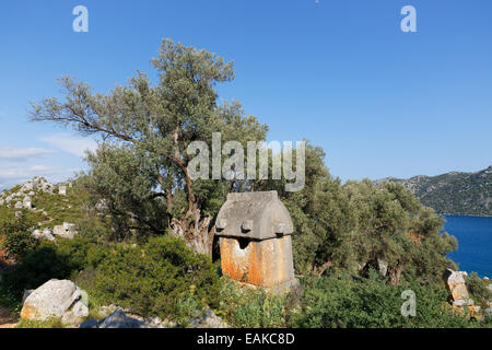 Sarkophag neben alten Olivenbaum, antike Simena Simena, Lykien, Provinz Antalya, Türkei Stockfoto