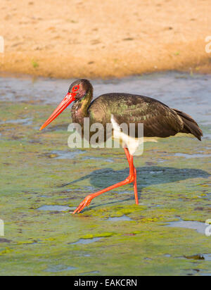 KRUGER NATIONAL PARK, Südafrika - Schwarzstorch. Stockfoto