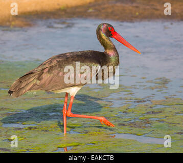 KRUGER NATIONAL PARK, Südafrika - Schwarzstorch. Stockfoto