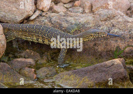 Krüger-Nationalpark, Südafrika - Nilwaran (Varanus Niloticus) auf Felsen. Stockfoto