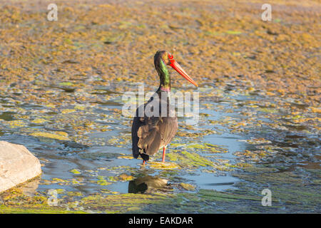 KRUGER NATIONAL PARK, Südafrika - Schwarzstorch. Stockfoto