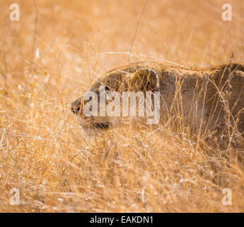 Krüger-Nationalpark, Südafrika - Löwin stalking Beute in hohe Gräser während der Jagd. Stockfoto