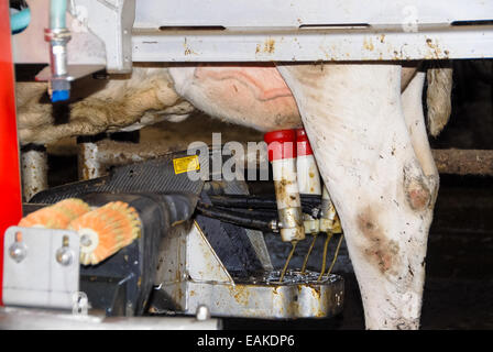 Kuh im Melkmaschine Stockfoto