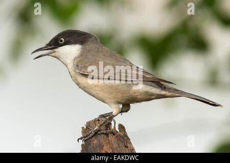 Orphean-Grasmücke (Sylvia Hortensis) Stockfoto