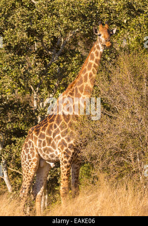 Krüger-Nationalpark, Südafrika - Giraffe im Busch. Stockfoto