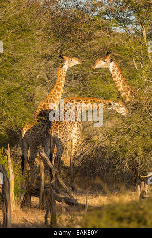 KRUGER NATIONAL PARK, Südafrika - drei giraffe Stockfoto