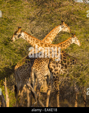 Krüger-Nationalpark, Südafrika - drei Giraffen füttern in den Bäumen. Stockfoto