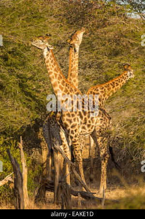 Krüger-Nationalpark, Südafrika - drei Giraffen füttern in den Bäumen. Stockfoto