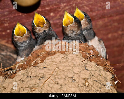 Kleine Lerche Gebote im Schlamm nest Stockfoto