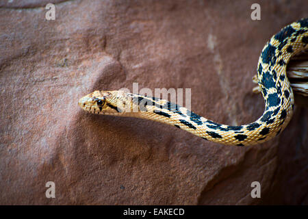 Great Basin Gopher Snake im Arches National Park in der Nähe von Moab, Utah. Stockfoto