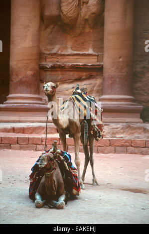 Zwei Kamele (einer Sitzung und eine stehend) vor dem Fiskus oder Al-Khazneh in Petra, Jordanien. Stockfoto