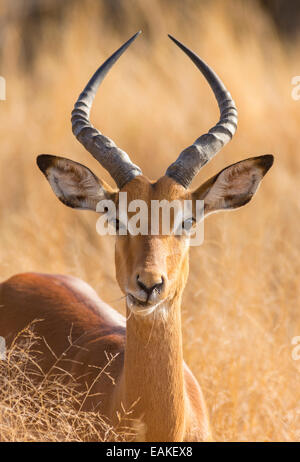 Krüger-Nationalpark, Südafrika - männlichen Impala Aepyceros melampus Stockfoto